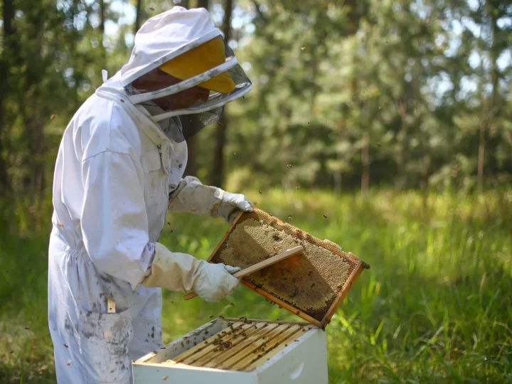 Introduction to Local Beekeeping and Honey