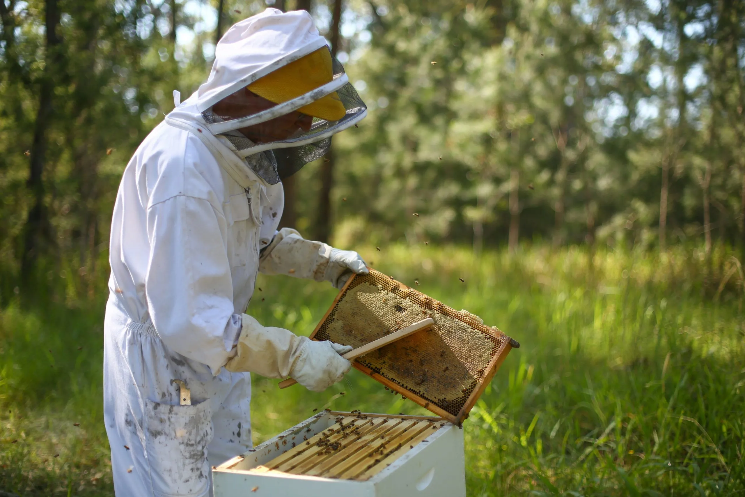Introduction to Local Beekeeping and Honey